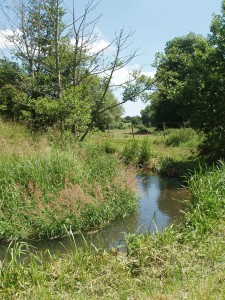 River Loddon local wildlife site, a chalk stream rich in biodiversity