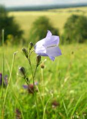Harebell. Photo by plantlife.org.uk